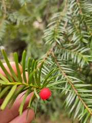 Taxus