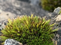 Schistidium maritimum