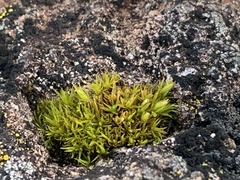 Schistidium maritimum