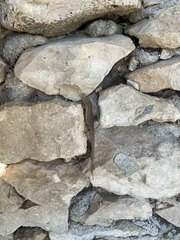 Podarcis melisellensis