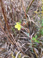 Ludwigia hirtella