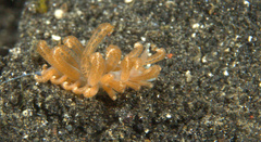 Phyllodesmium