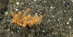 Phyllodesmium
