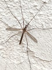 Tipula paludosa