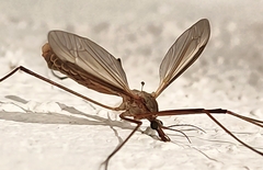 Tipula paludosa