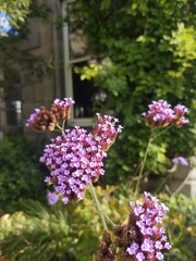 Verbena bonariensis