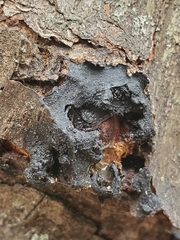 Biscogniauxia atropunctata