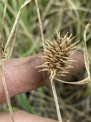 Carex bullata