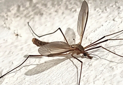 Tipula paludosa