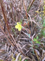 Ludwigia hirtella