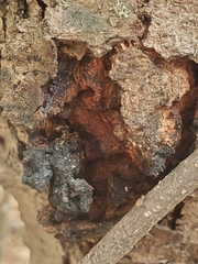 Biscogniauxia atropunctata