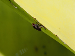 Cephaloconus tenebrosus