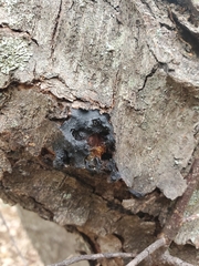 Biscogniauxia atropunctata