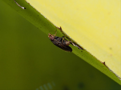 Cephaloconus tenebrosus