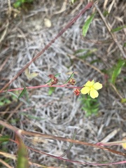 Ludwigia hirtella