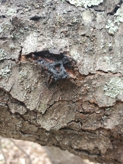 Biscogniauxia atropunctata