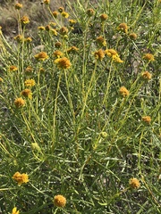 Sidneya tenuifolia