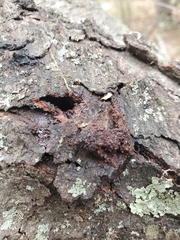 Biscogniauxia atropunctata