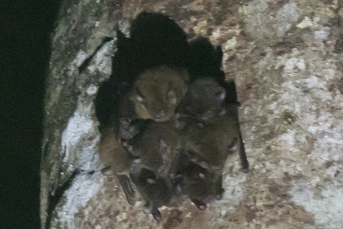 New Guinea Long-eared Bat (Nyctophilus microtis) — Least Concern Mammalia