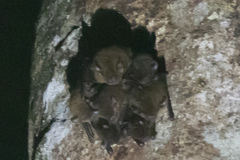 Nyctophilus microtis