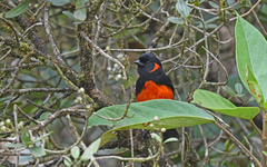 Anisognathus igniventris