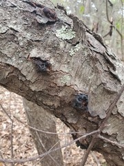 Biscogniauxia atropunctata