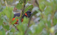 Anisognathus igniventris