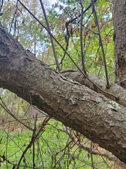 Biscogniauxia atropunctata