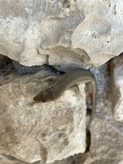 Podarcis melisellensis