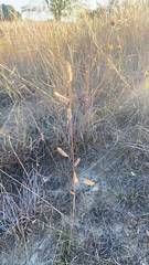 Bouteloua hirsuta