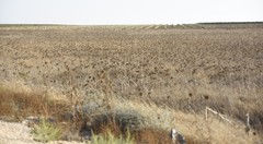 Onopordum cynarocephalum