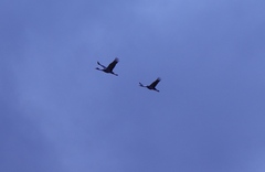 Anthropoides paradiseus