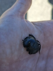 Scarabaeus laticollis