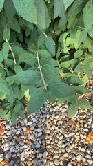 Viburnum rhytidophyllum