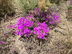 Ruschieae