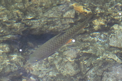 Spinibarbus hollandi