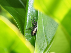 Cytaea