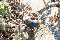 Scarabaeus laticollis