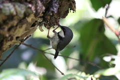 Apalis thoracica claudei