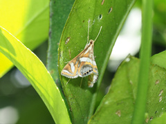 Margarosticha euprepialis