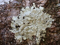 Flavoparmelia caperata