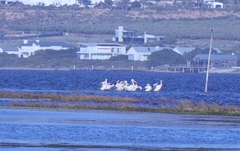 Pelecanus onocrotalus