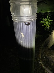 Opisthoplatia orientalis
