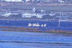 Pelecanus onocrotalus