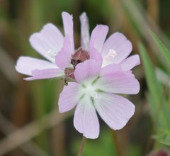 Sidalcea calycosa rhizomata
