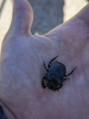 Scarabaeus laticollis