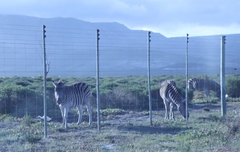 Equus quagga
