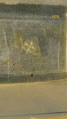 Craspedacusta sowerbii