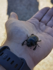 Scarabaeus laticollis