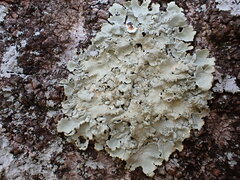 Flavoparmelia caperata